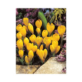 Hectarul - Bulbi crocus large yellow 10 bulbi